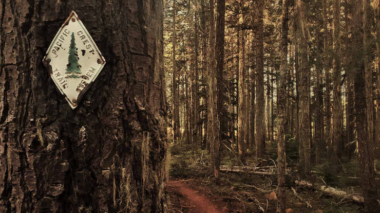 Closeup of Pacific Crest Trail System sign in a forest