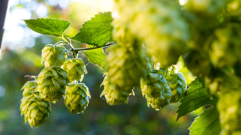 Green, fresh hops growing on the vine