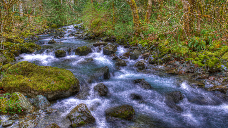 Rock Brook Creek surrounded by trees leading to the falls in Washington