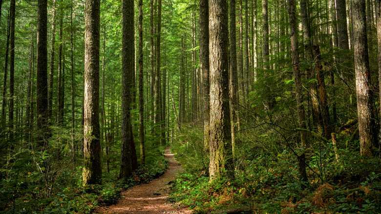narrow winding trail through tall pine tree forest with green low-lying foliage