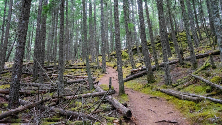 Trail weaving through mossy forest up Mount Constitution on Orcas Island