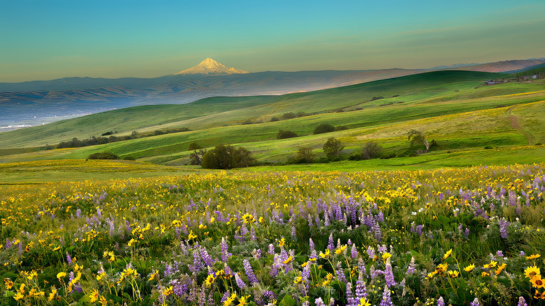 Wildflower display at Columbia Hills State Park in Washington