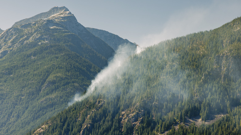 pine covered mountains in burlington washington