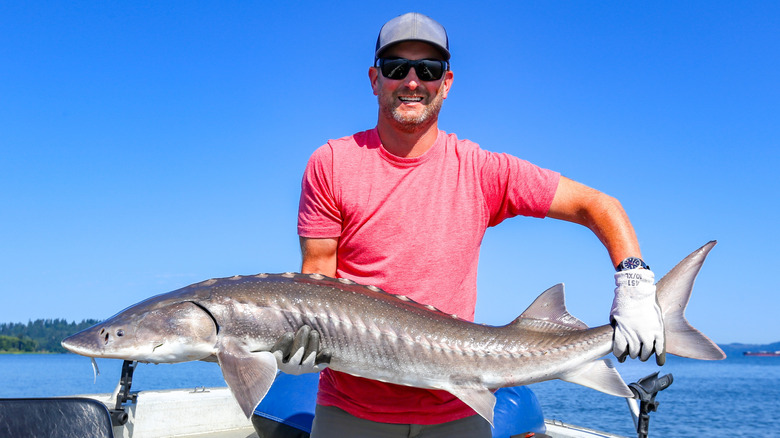 A fisher holds a Columbia River white sturgeon