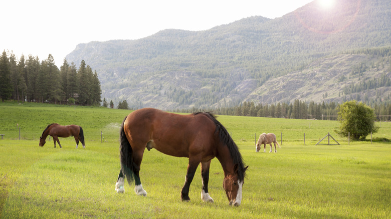 Horses graze in the Methow Valley near Mazama, Okanogan, Washington