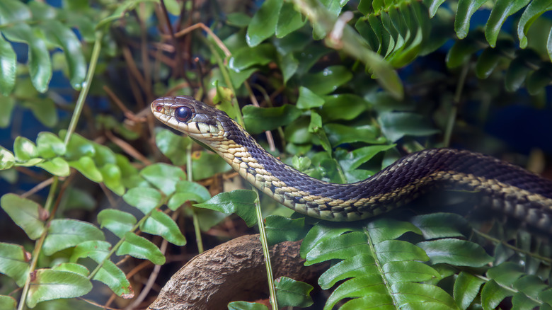 A garter snake on a fern