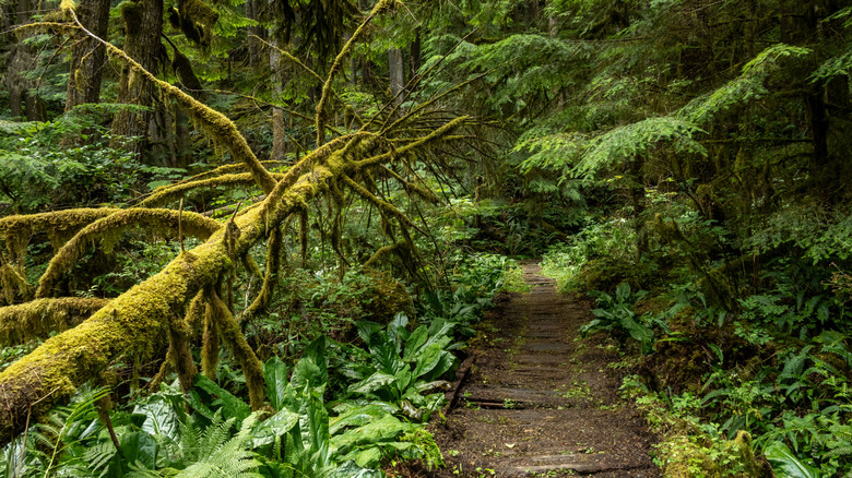 Green lush forest trail at Mount Rainier