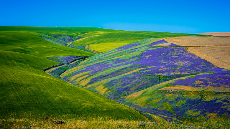 Washington's wheat and wine country