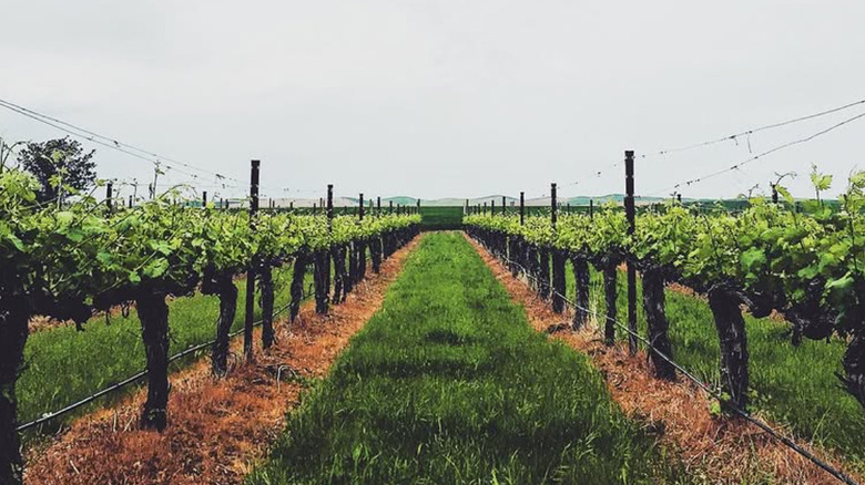 Vines at Abeja Winery in Washington state