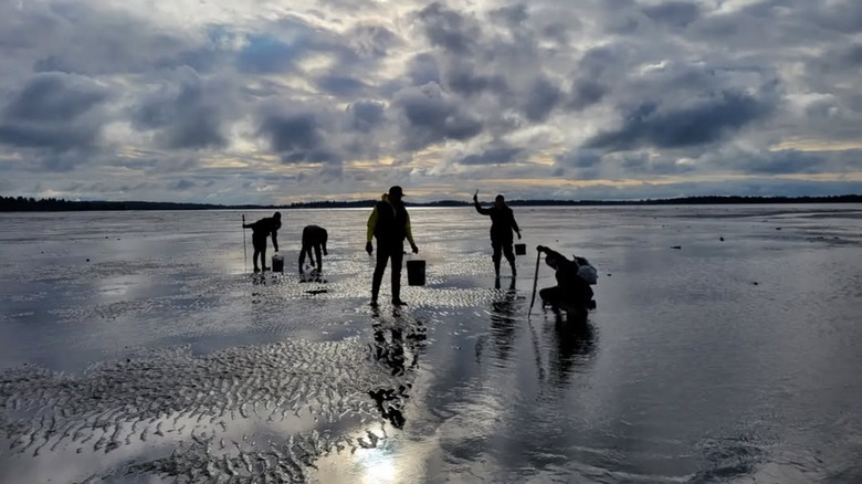 A group of people clamming at Bottle Beach State Park.