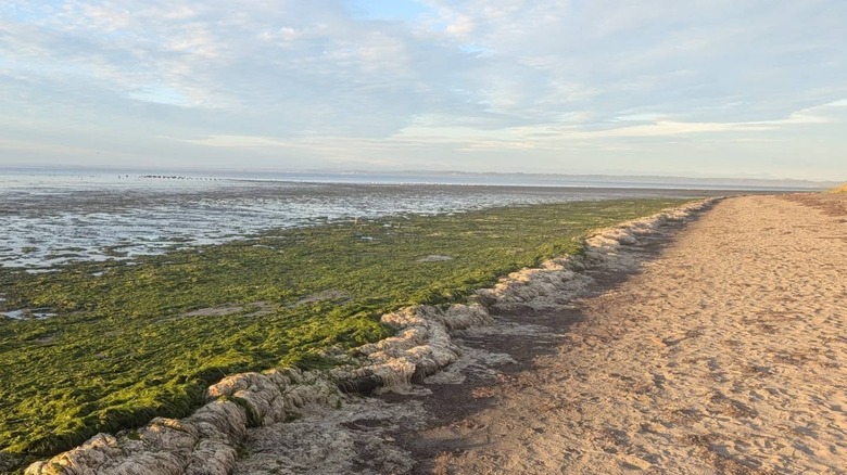 A marsh at Bottle Beach State Park