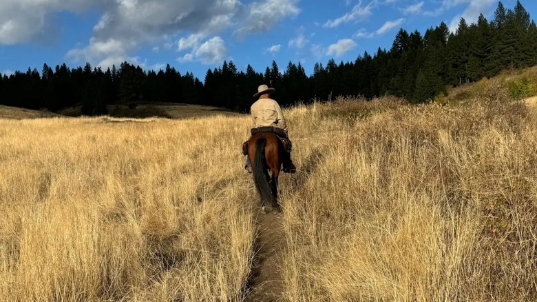The back of a man wearing a cowboy hat riding a brown horse through a grassy field toward a line of pine trees