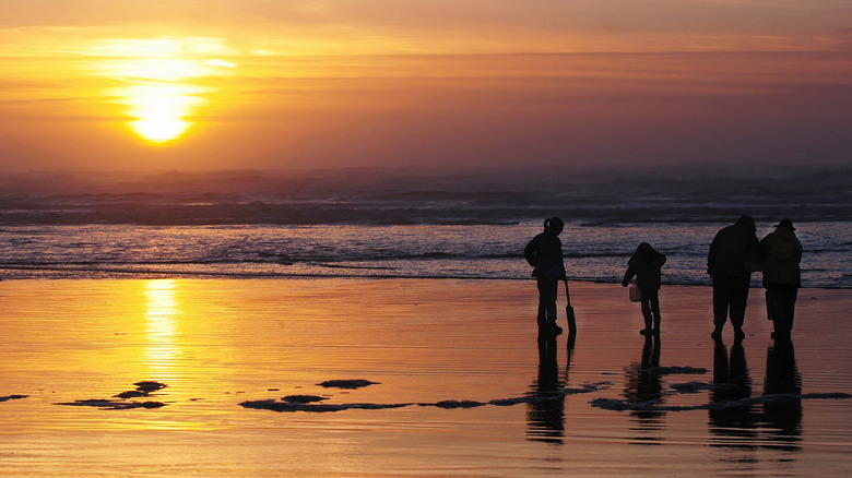 People foraging for razor clams on Copalis Beach at sunset