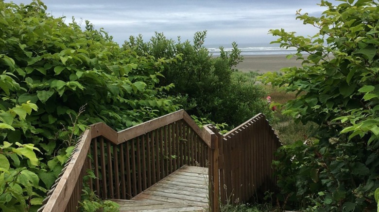Wooden pathway from Ocean Crest Resort to the ocean surrounded by trees in Moclips, Washington