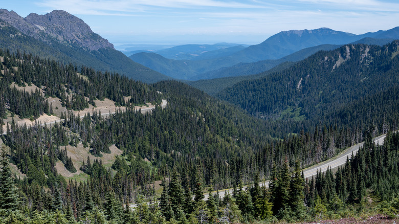 Road to Hurricane Ridge through the Olympic Mountains