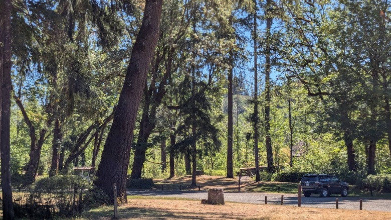 Trees tower over a parking lot in Schafer State Park