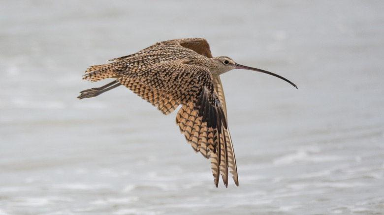 A long-billed curlew in flight