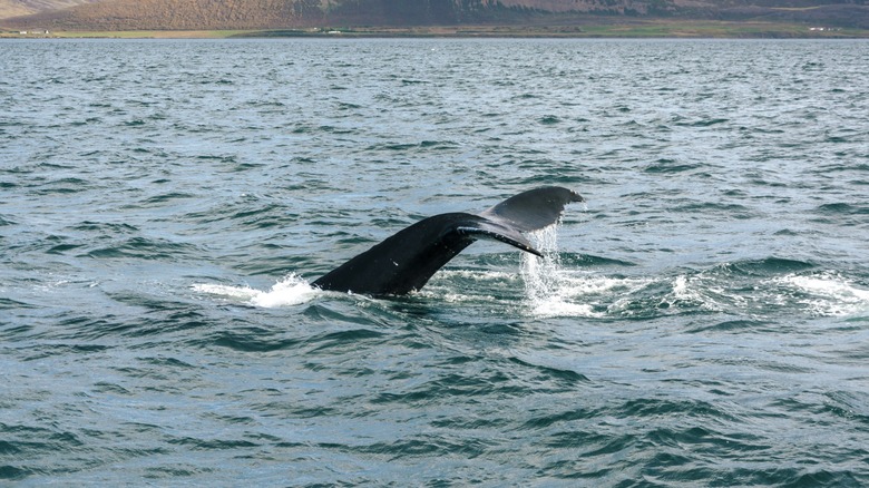 A whale's fins cresting above the water