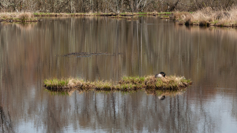 A goose nesting on an island in Washington's Billy Frank Jr. Nisqually National Wildlife Refuge