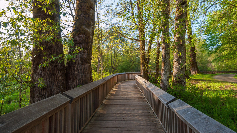 A boardwalk passes through a grove of large trees in Washington's Billy Frank Jr. Nisqually National Wildlife Refuge