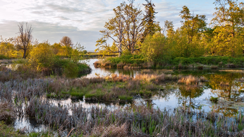 Trees and grass grow around a river in the Billy Frank Jr. Nisqually National Wildlife Refuge in Washington