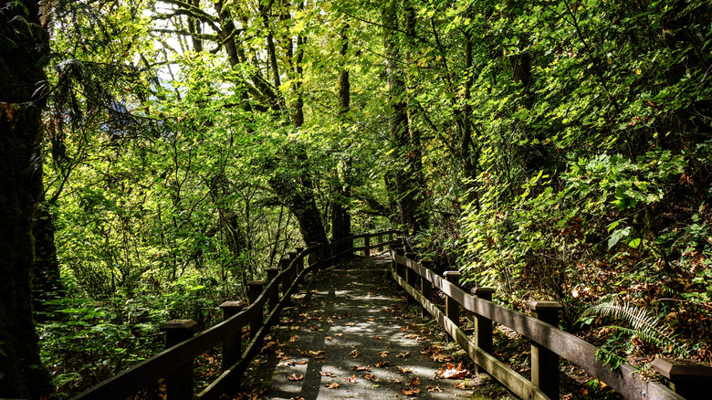 A wooded boardwalk path at Rasar State Park in summer.