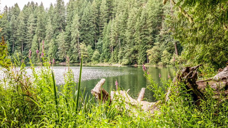 Forested setting of the battle ground lake in Washington State