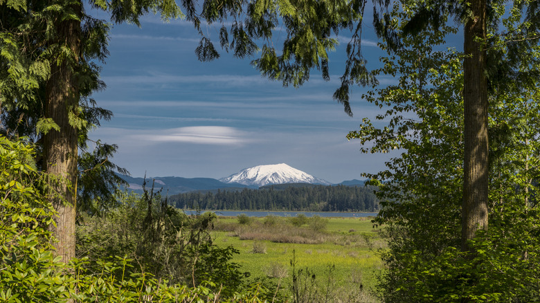 A distant view of Mt. St Helens and Silver Lake through a frame of evergreen trees and across a field, Washington, USA