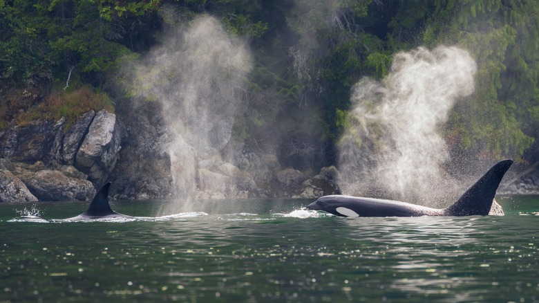 Two orca whales come up for air off the coast of San Juan Island, Washington
