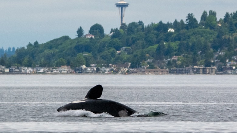 A whale breaches the water near Manchester State Park