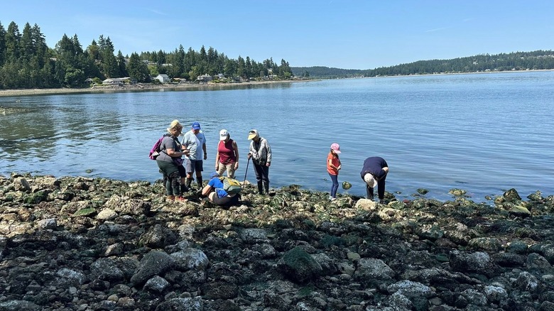 A group of tourists looking for crabs and shells at Manchester State Park