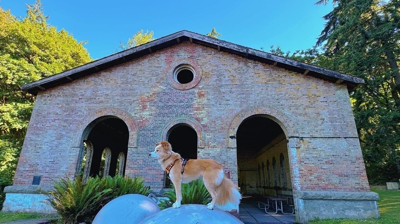 A dog stands in front of The Torpedo Warehouse in Manchester State Park