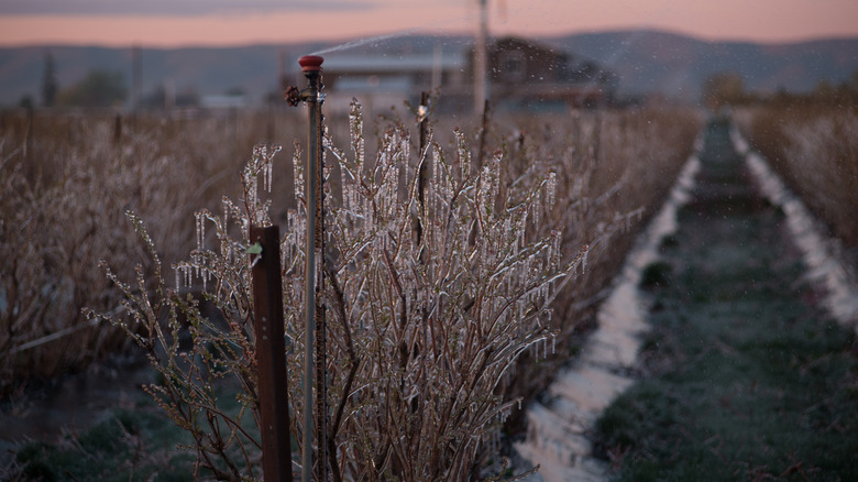 Frozen blueberry orchard in Wapato, Washington