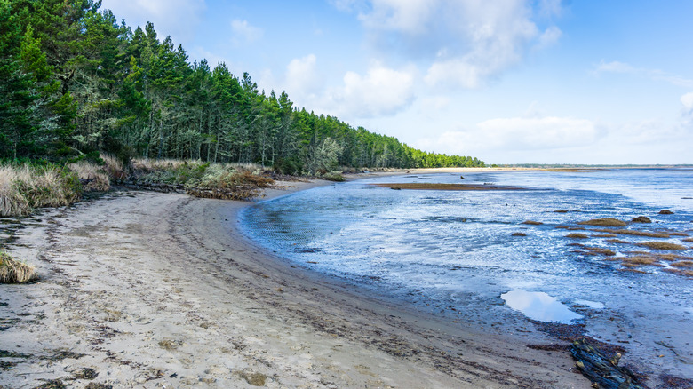 The shoreline at Leadbetter Point State Park in Washington
