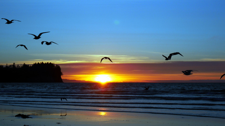 sunset and birds at Clallam Bay near Sekiu, Washington