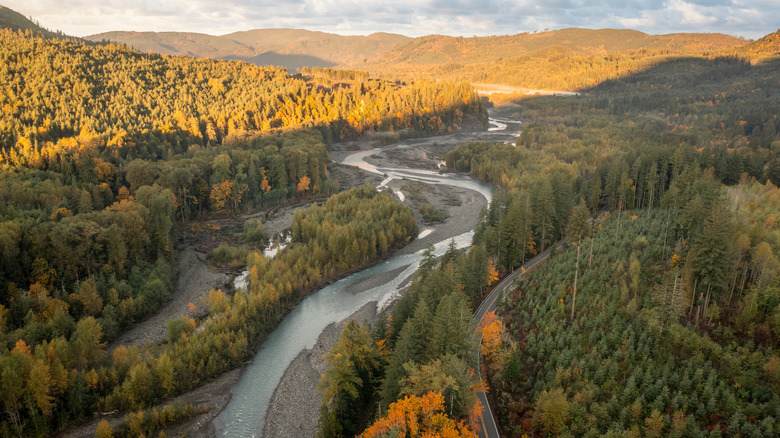 Road and river among forest trees