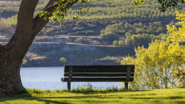 An empty park bench in the grass next to a tree facing the Columbia River.