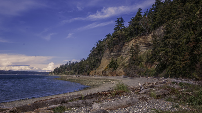 Driftwood on a beach below high cliffs