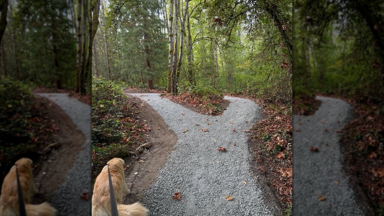 Dog walking along wooded trail in Yarrow Point, Washington