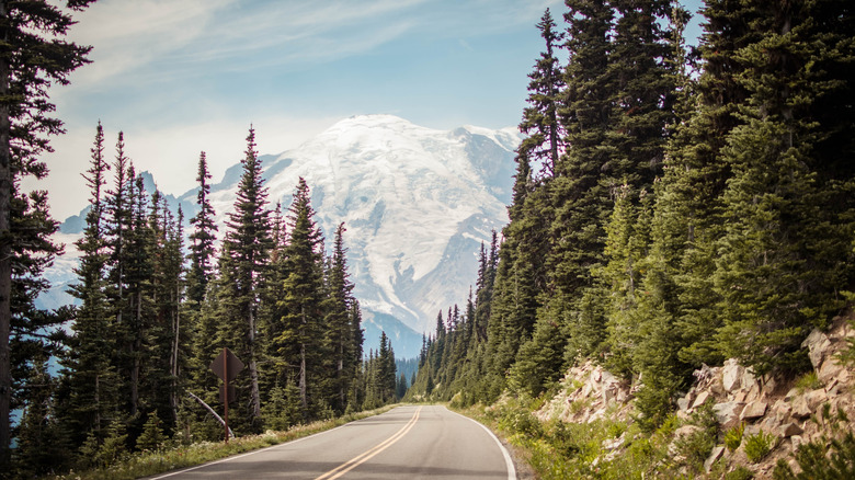 A preview of Mount Rainier through some trees on the side of the mountain. Seen from the Sunrise Area of the national park