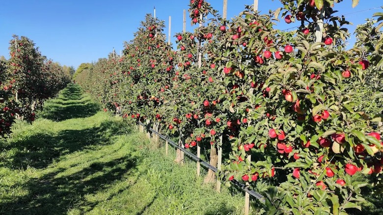 View of apples growing at Bellewood Farms