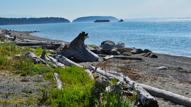 Driftwood-filled beach with views over Puget Sound on Guemes Island, Washington