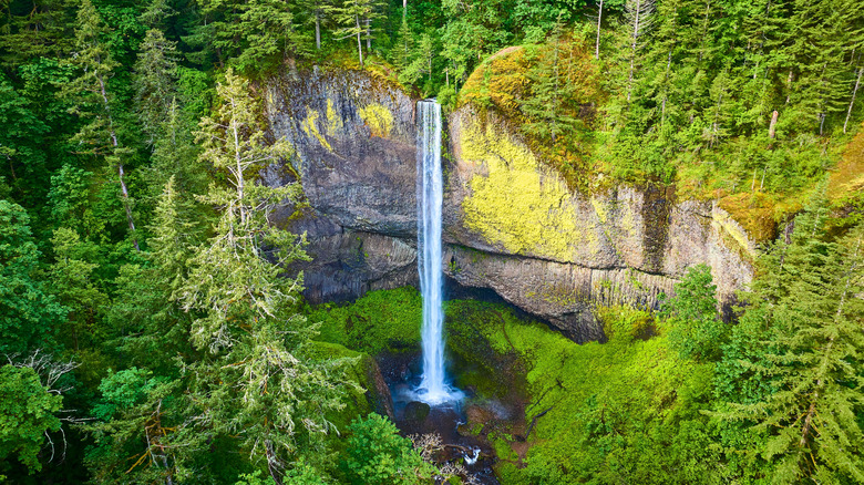 Latourell Falls surrounded by forest