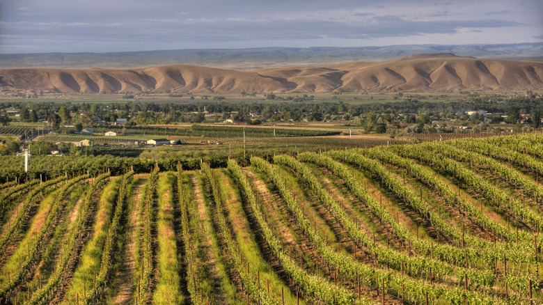 Vineyards near Yakima