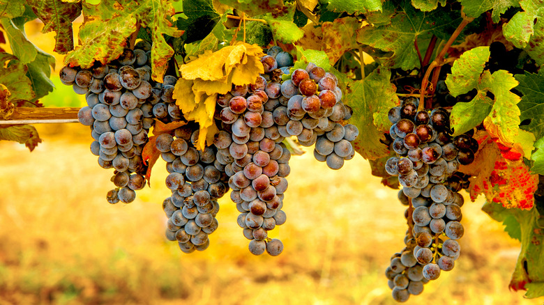 Merlot grapes on vine in Yakima Valley, Washington