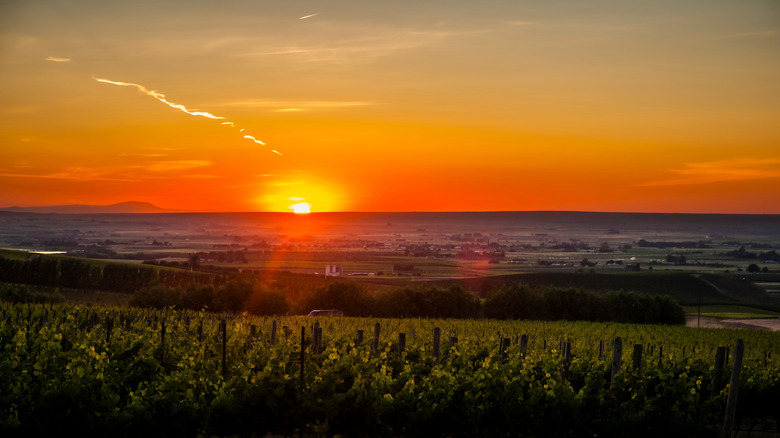 Sunset over Walla Walla vineyards