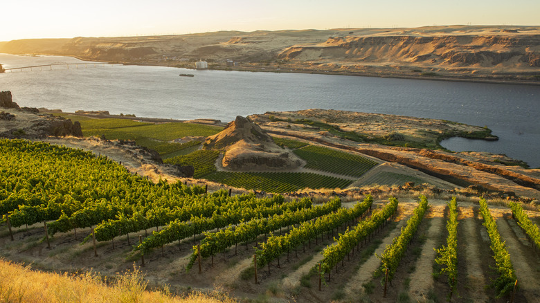 Vineyard by River in Washington