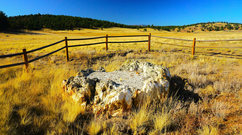 An ancient, fossilized tree along the Petrified Forest Trail loop at the Florissant Fossil Beds National Monument, Colorado