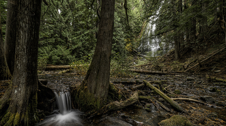 The undergrowth of a forest hide the Proxy Falls