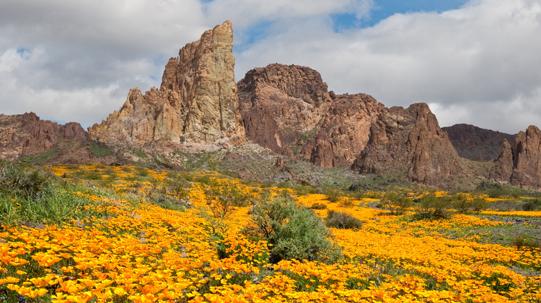A carpet of yellow flowers in the mountains of Arizona